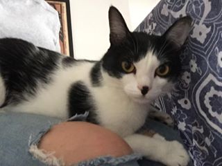  delicinha ❤️ (Céu, @zandonah) #loucadosgatos #catsittersp #catsofinstagram 