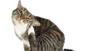 564371-cat-scratching